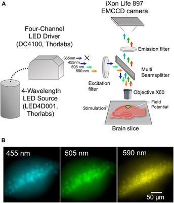 DriveLEDs: software for synchronous control and video acquisition of fluorescent signals